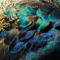 AluArt Colorful Peacock Feathers Woon accessoires Aluminium