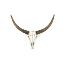 By Boo Ox Head Skull Woon accessoires Kunststof