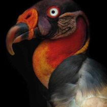 Mondiart King Vulture Woon accessoires