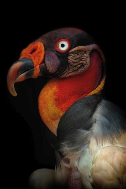 Mondiart King Vulture Woon accessoires