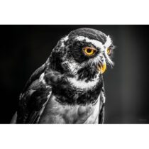 Mondiart Schilderij Grey Owl Woon accessoires Aluminium