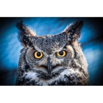 Mondiart Schilderij Owl Portrait Woon accessoires Aluminium