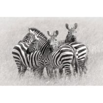 Mondiart Schilderij Zebras Woon accessoires Glas